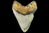 Fossil Megalodon Tooth - North Carolina #109676-2